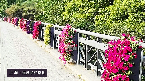 上海道路护栏绿化案例