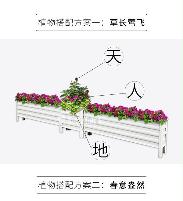 道路隔离花箱植物搭配方案