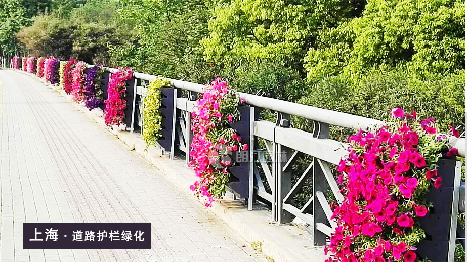 上海道路护栏绿化案例