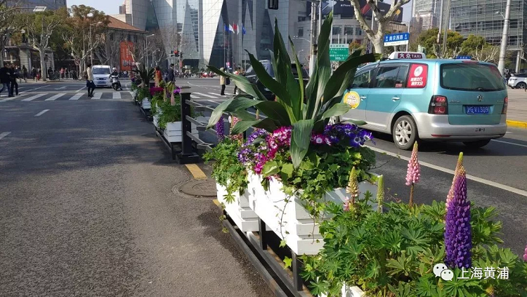 上海道路花箱花卉