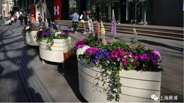 上海道路花箱花卉中的“天、地、人”思想