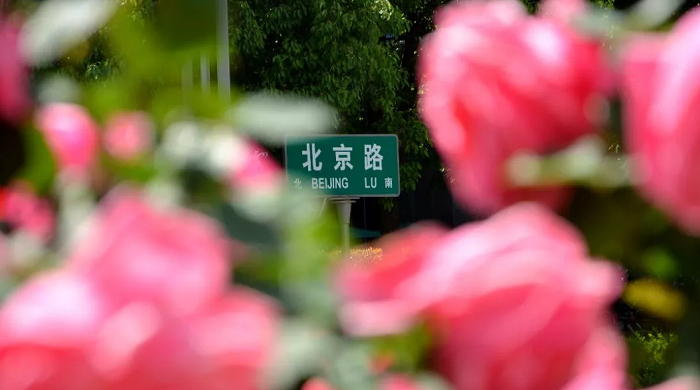 北京路绿化景观提升工程