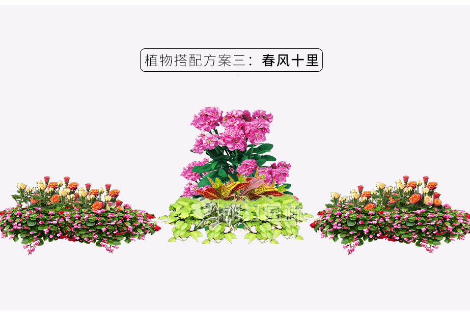 花箱植物搭配方案 春风十里