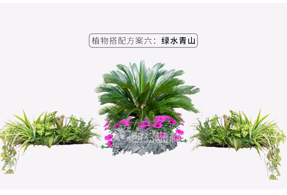 花箱植物搭配方案 绿水青山